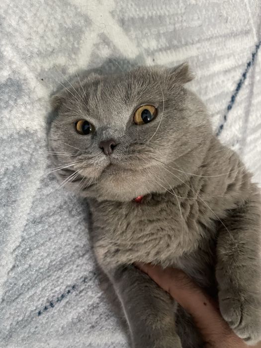 Semiz muwu ismi barsik yowi 1,5