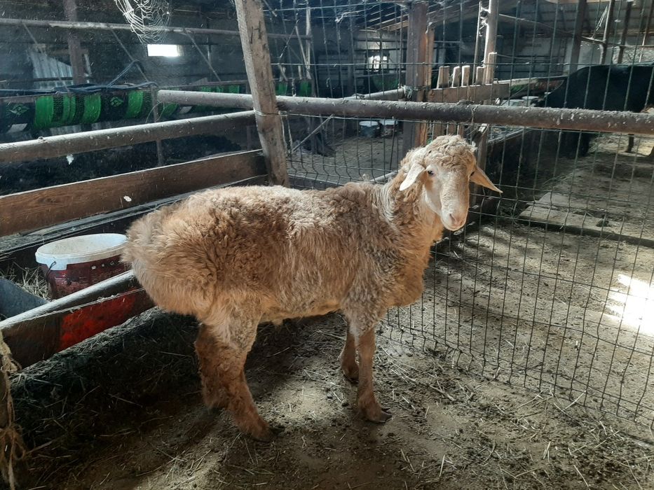 Продам кошкар едильбай