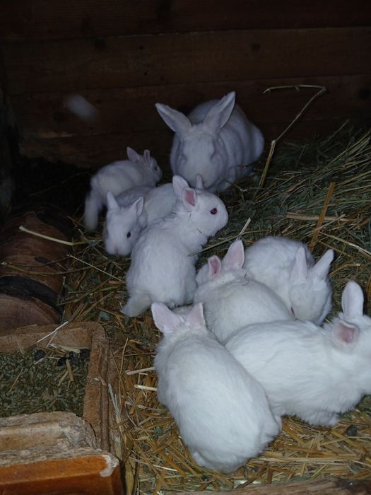 Iepuroaica +iepurasi rex pitic