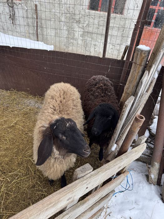 Vand berbecuti carabas