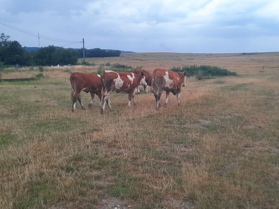 Vitele baltate 4 bucăți