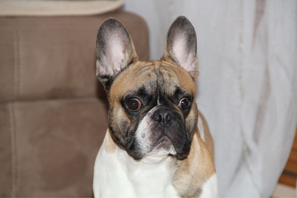 Французский бульдог вязка
