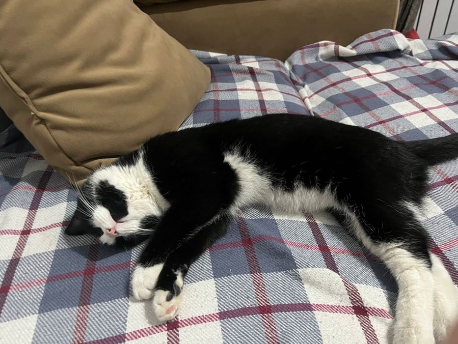 Отдам кота мальчик в хорошие руки