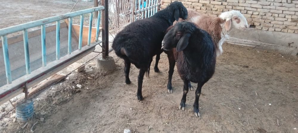 Кучкор барралар сотилади