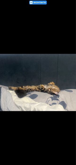 Мейн кун мальчик с документами