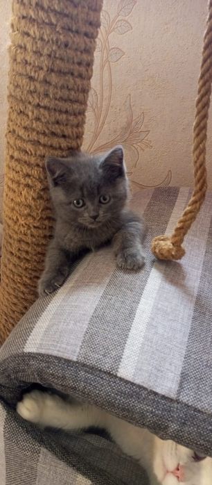 Котятки ищут дом