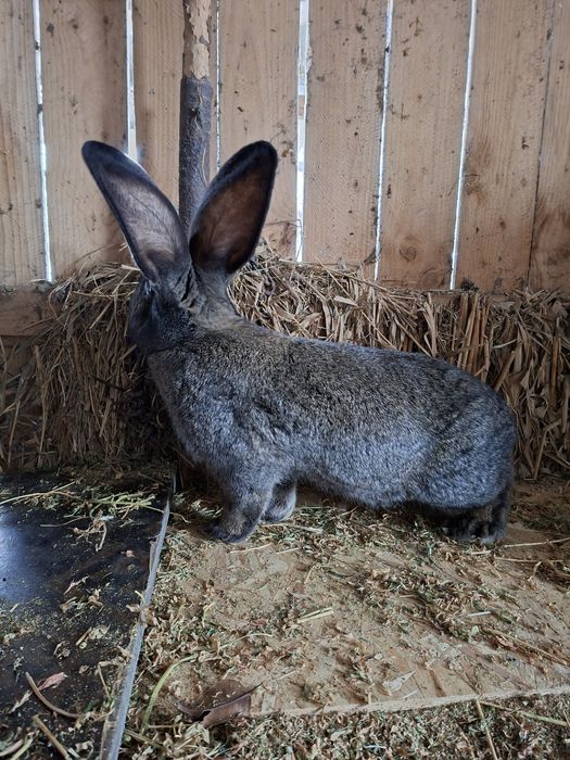 Vănd uriaș german  masculi si femele