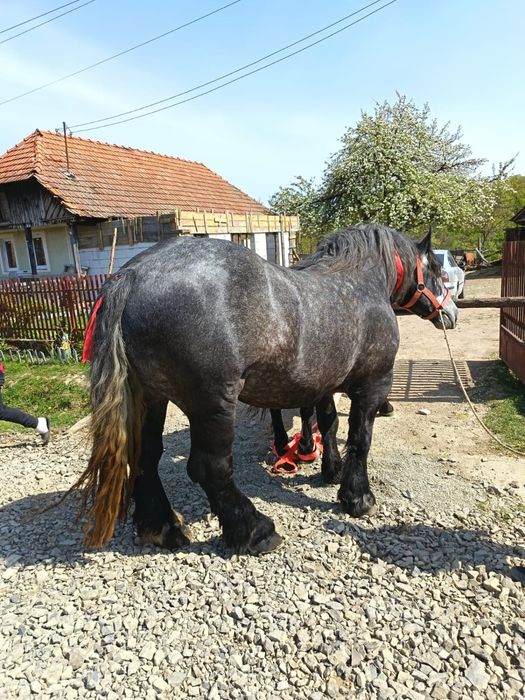 Ofer pentru monta un armasar