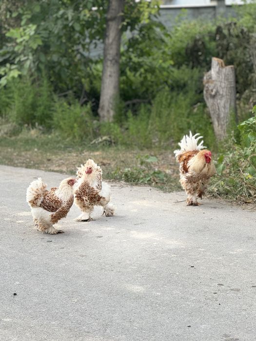 Брама белое золото петух