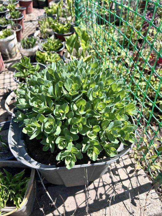 Садовые цветы в продаже