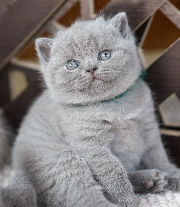 Британские Котята Алматы