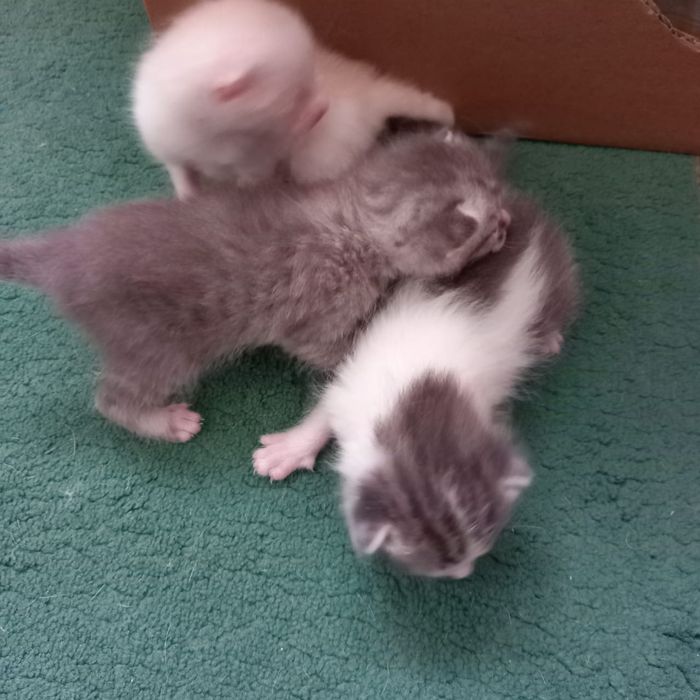 Отдам в хорошие руки