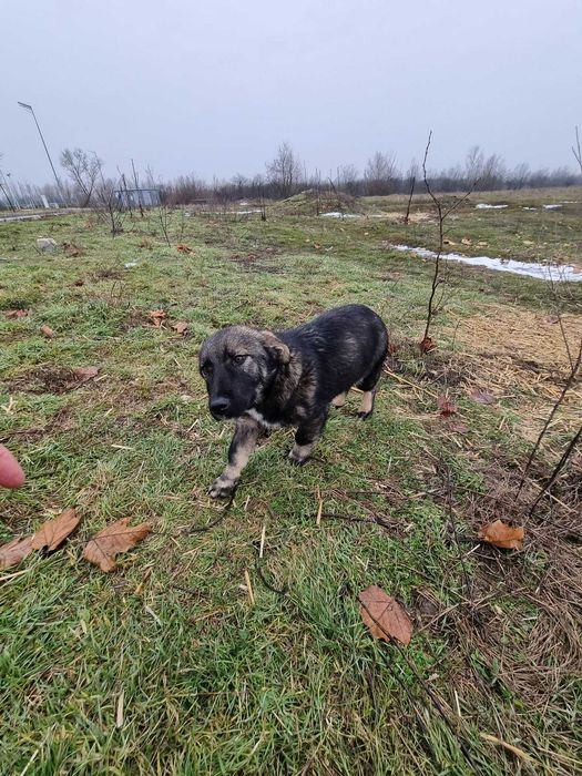 Cățelușă metis Terrier