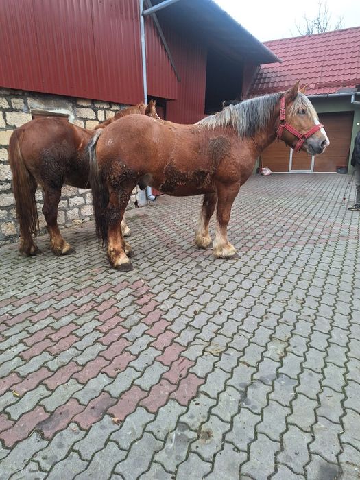 Vand cal (armăsar)și iapa