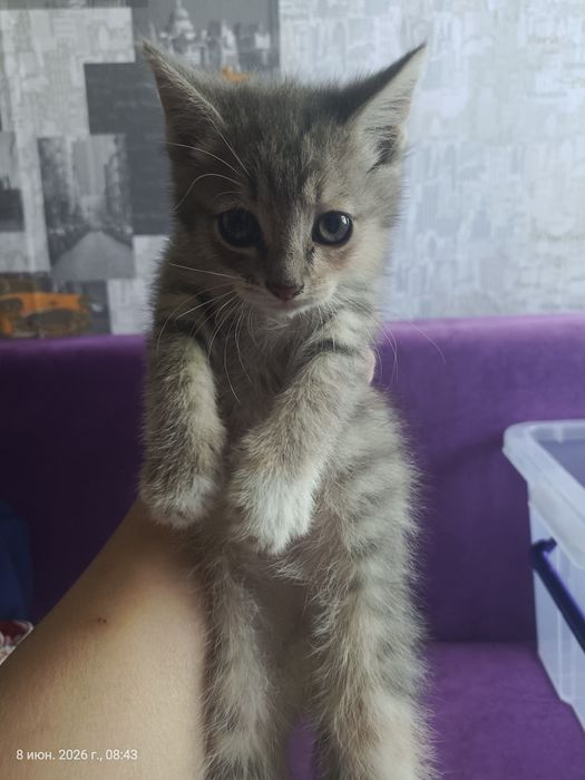 Отдам котят, девочки.