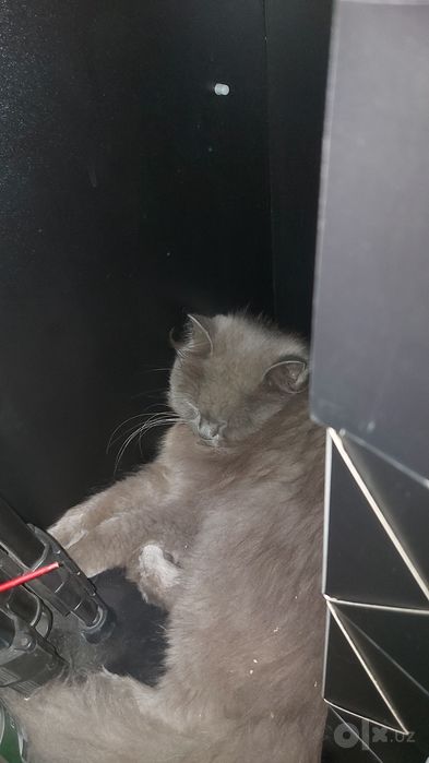 Отдам даром срочно