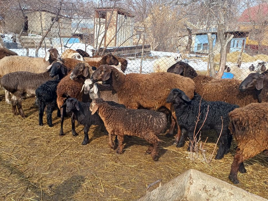 Семіз қозылар сатылады