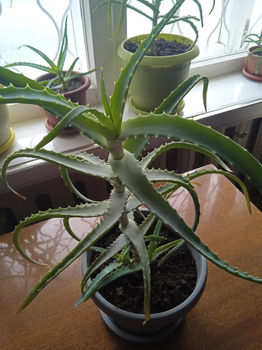 Продам Алоэ лечебный 3-х летка