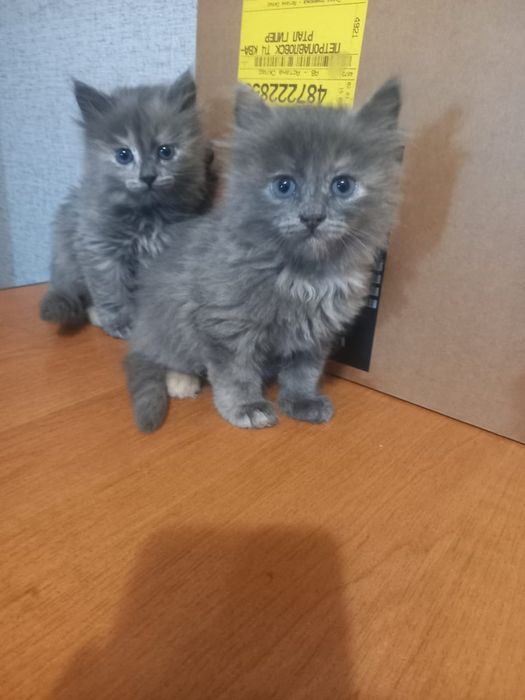 Отдам котят. Мама мышеловка.