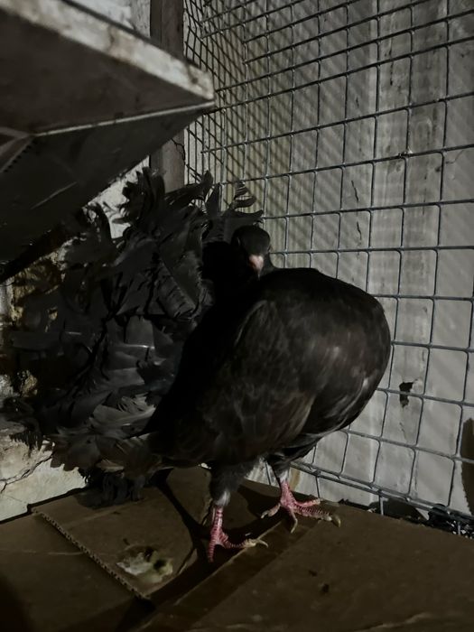 Голубка павлин (самка)