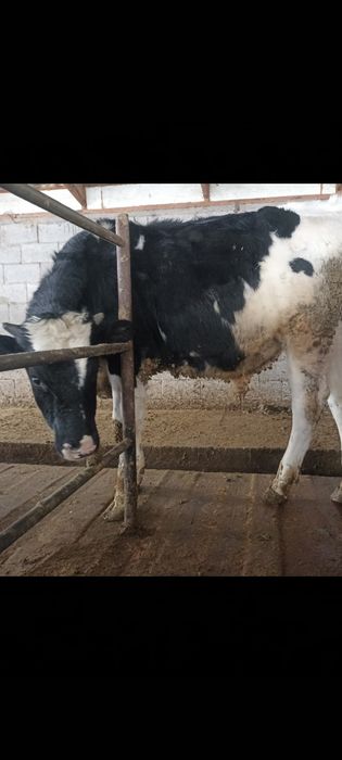 Продам бычки Черный пестрые