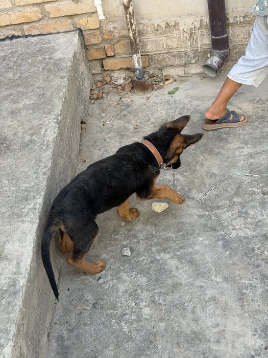 3oylik zoti toza nemis ovcharka