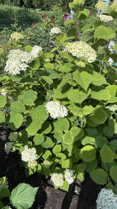 Продам дачу, район Омега