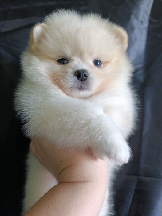 Щенки померанского шпица