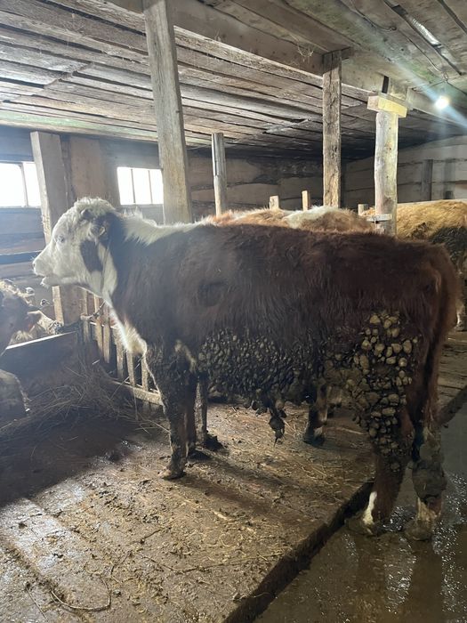 Бұқашық, қашар, бычки