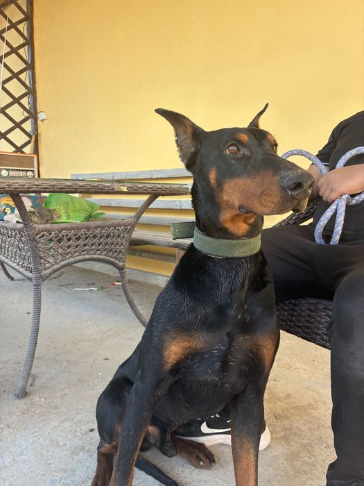 Доберман 1,5 года