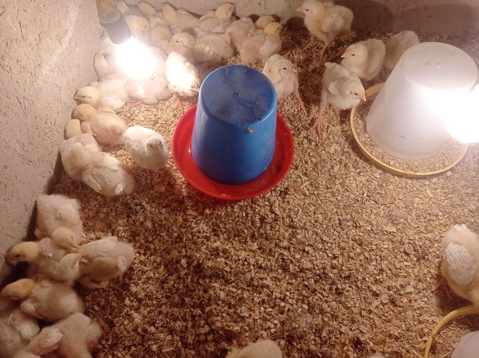 Broler jujalar sotiladi