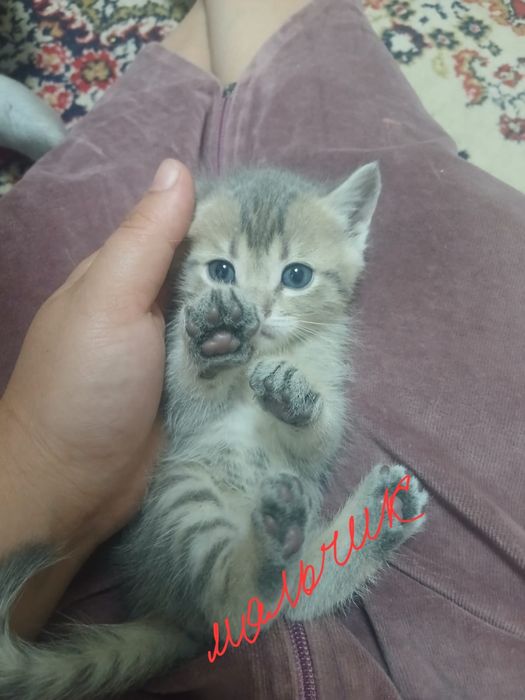 В хорошие руки котят
