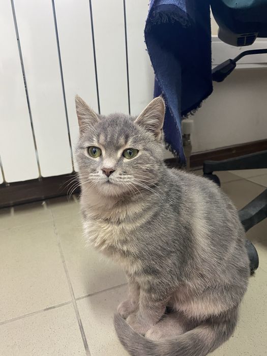 Котик в добрые руки