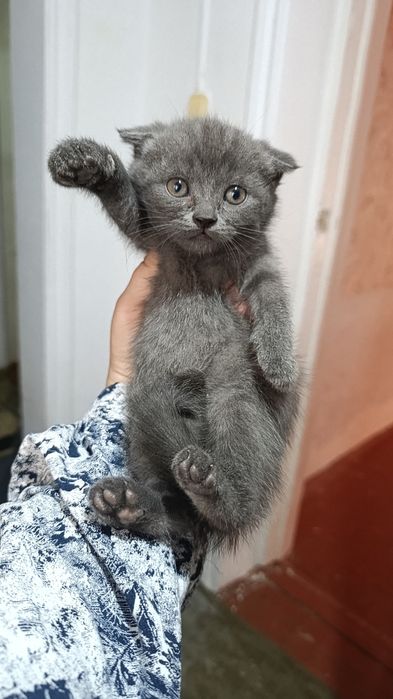 Продается котята 4 девочки один мальчик.