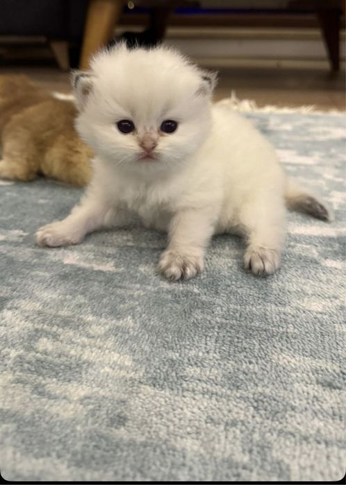 Britanskiy color point