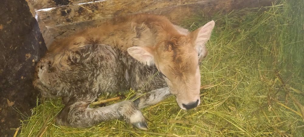 Тёлочка продам¡!