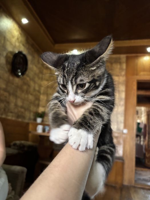 Котенок/мальчик.