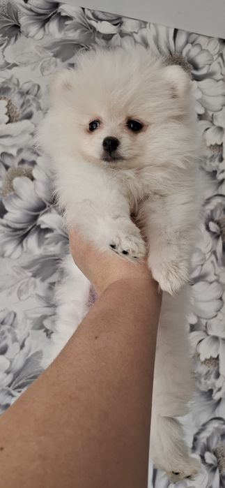 Малышка щенок шпица девочка