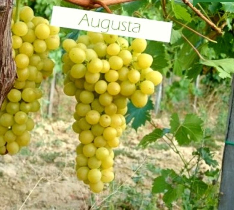 Butasi vita de vie anul 3