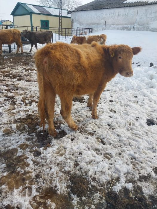 Продам КРС  (7 телок)