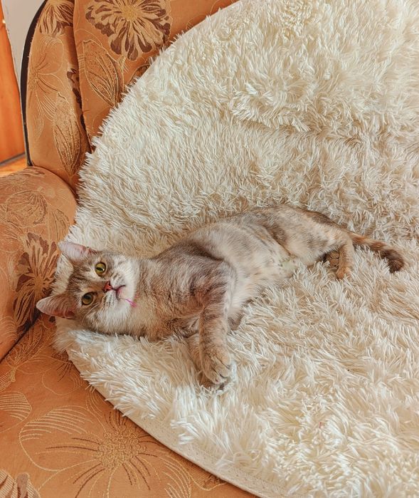 Кошечка кошка котенок