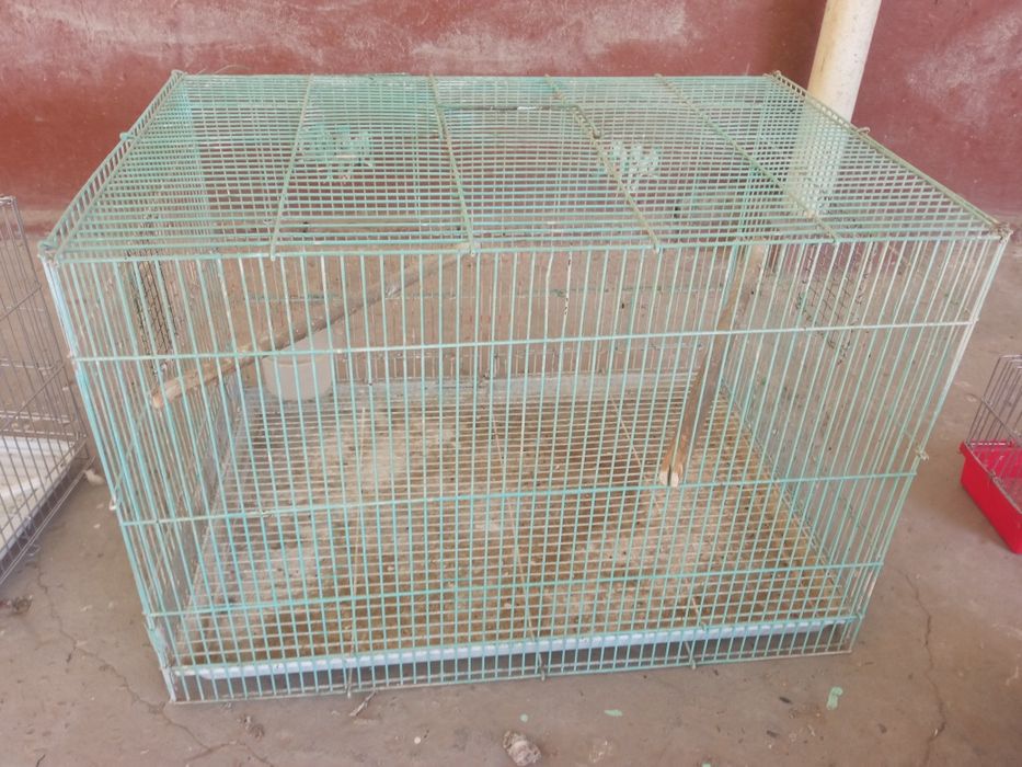 Qafas, chertmala xammasini bittada sotaman.
