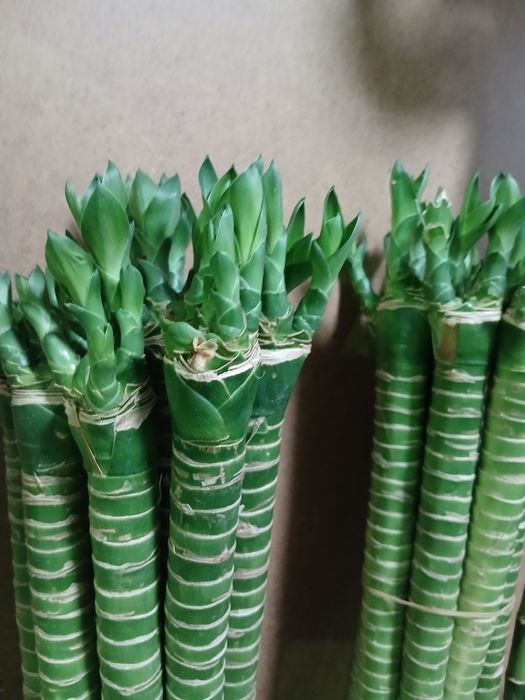 Бамбук счастья 100 и 60см