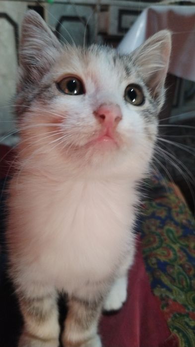 котята.маргаулар