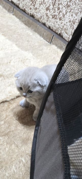 Шотландско клепоухо коте Женско