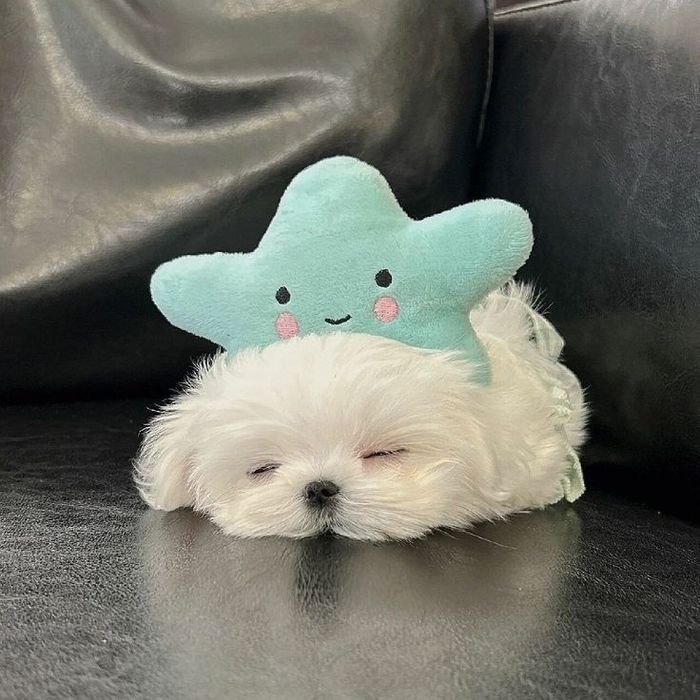 Bichon maltez mini toy