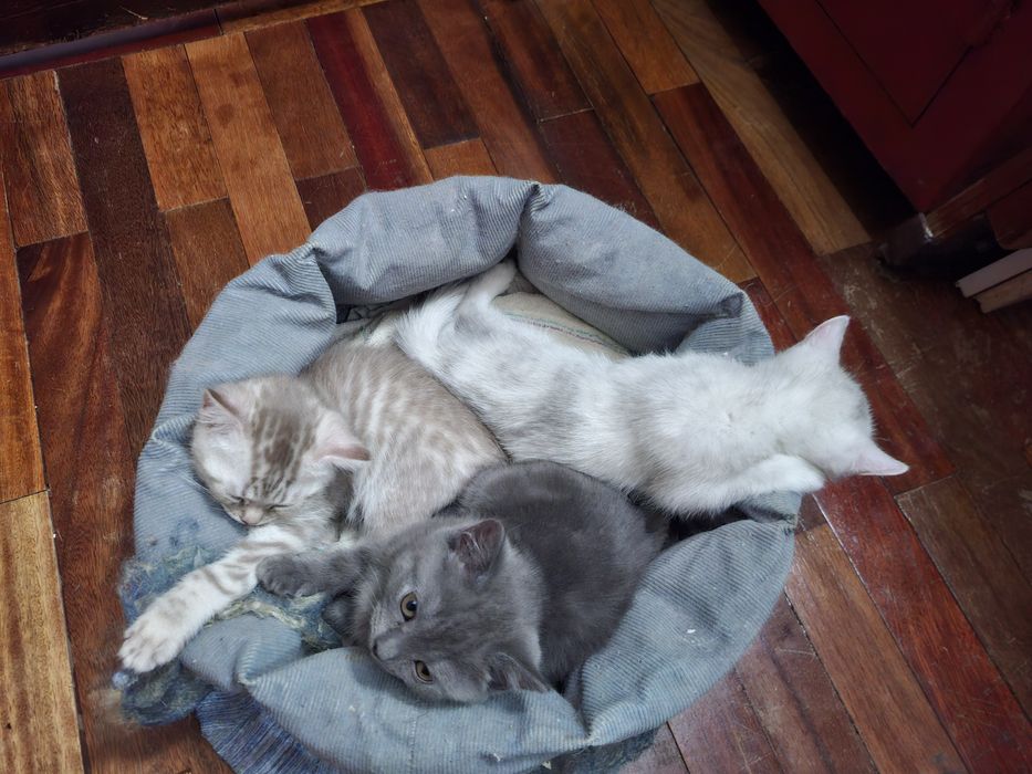 Котята шотландцы