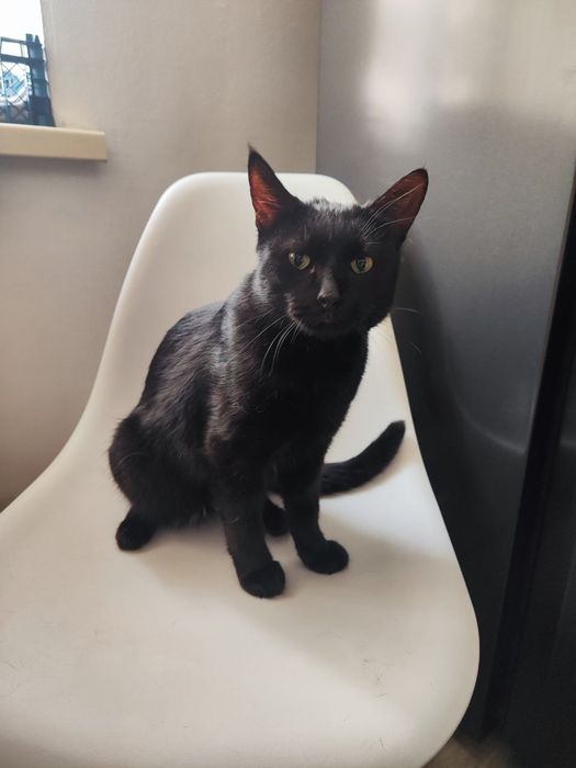 Кот в любящие руки