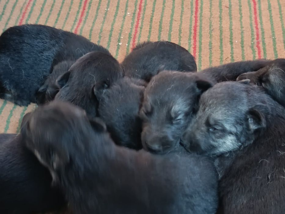 Продам щенков овчарки вео