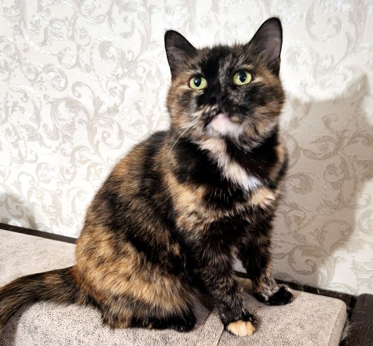 Кошечка для Души .Стерелизована